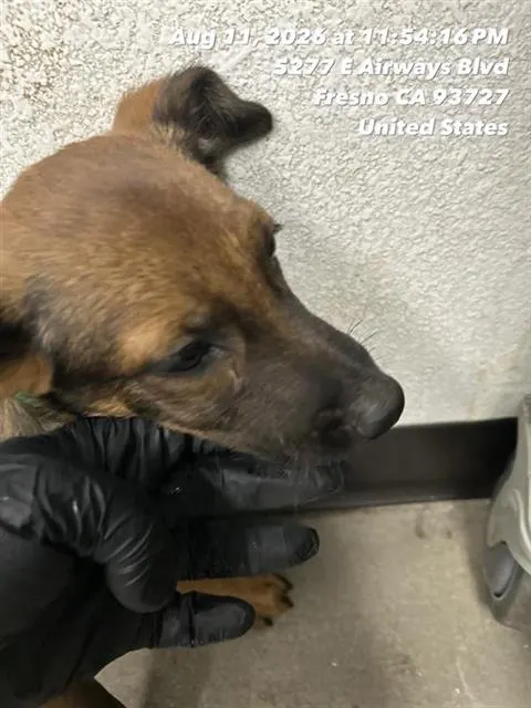 Adoptable Dog