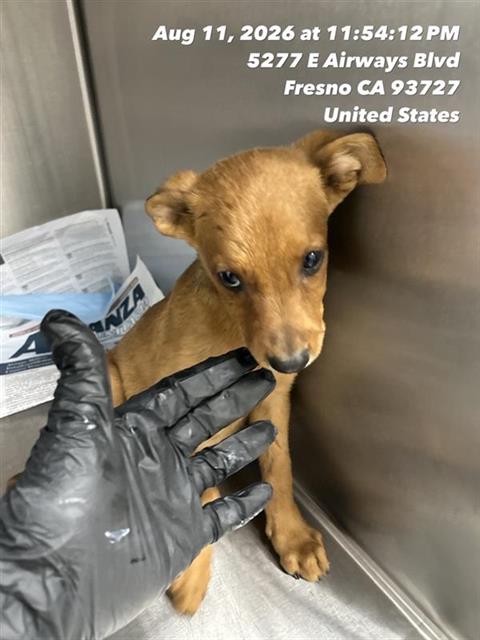 Adoptable Dog