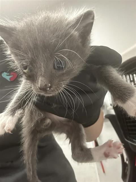 Adoptable Cat