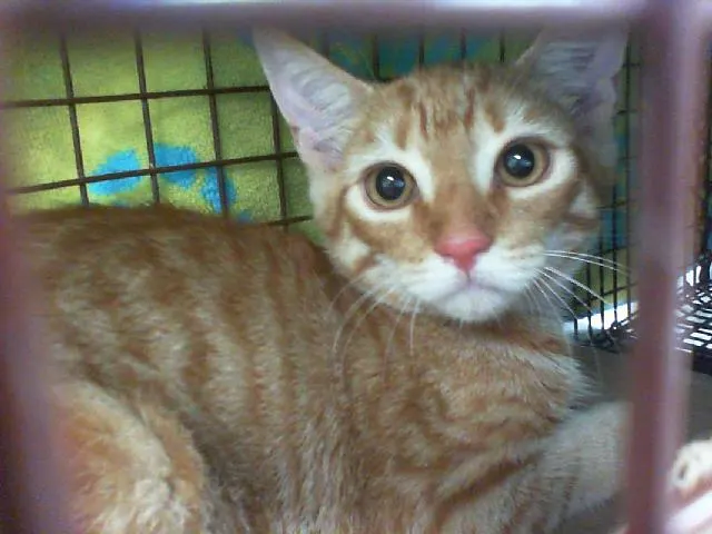 Adoptable Cat
