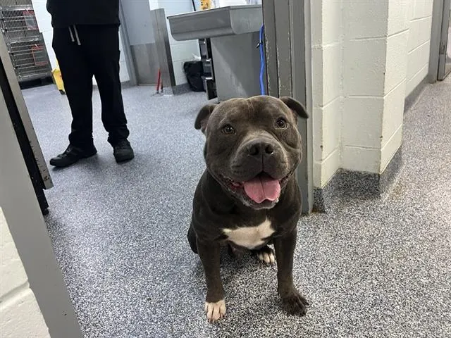 Adoptable Dog