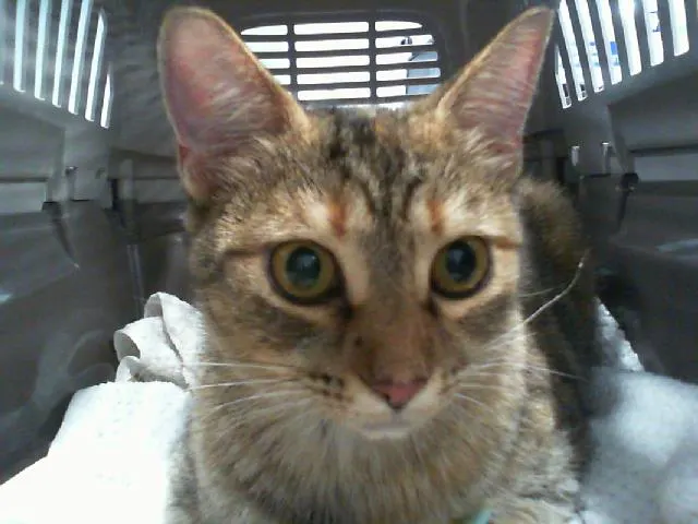 Adoptable Cat