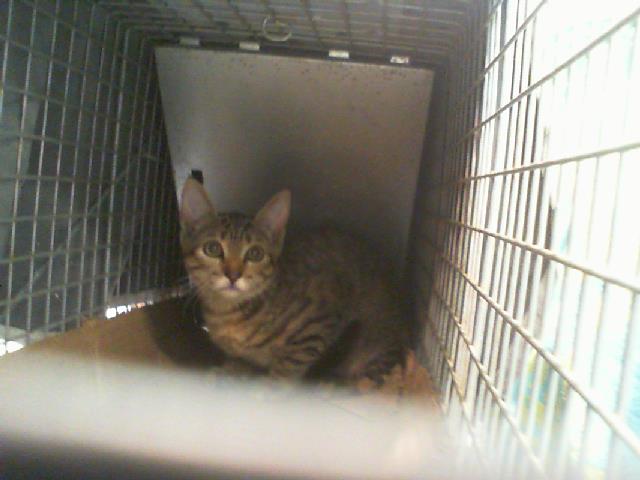 Adoptable Cat