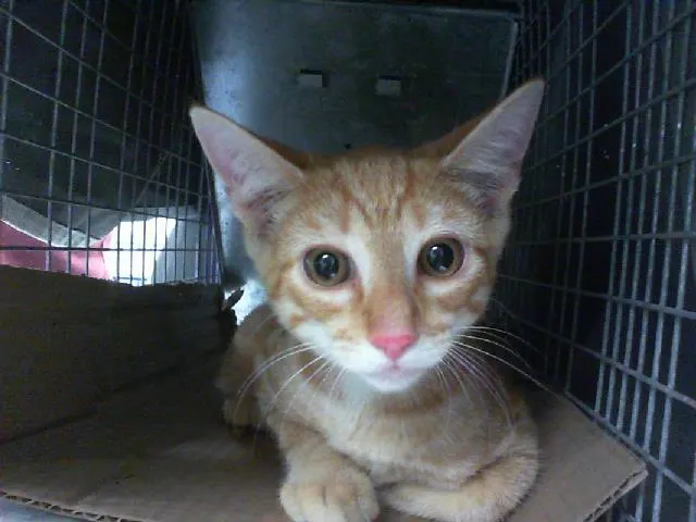 Adoptable Cat