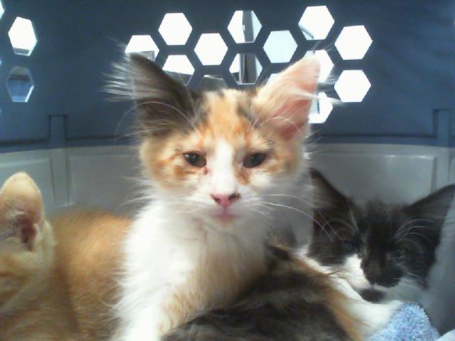 Adoptable Cat