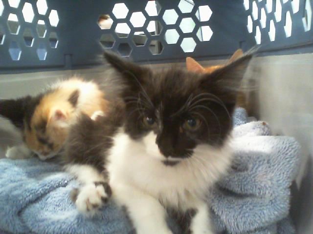 Adoptable Cat
