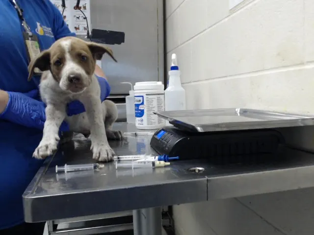 Adoptable Dog