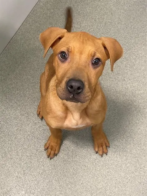 Scooby-Dee