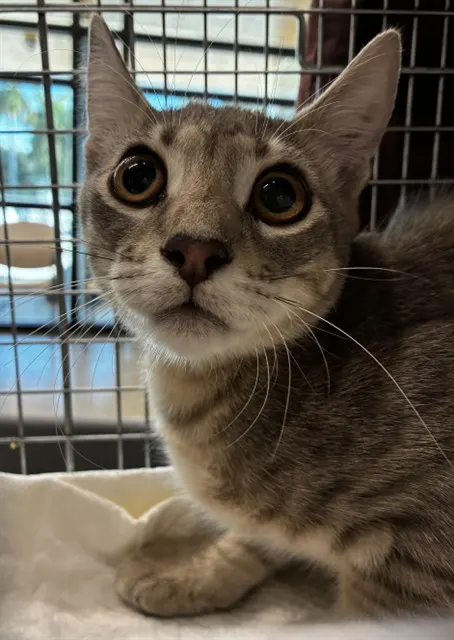 Adoptable Cat