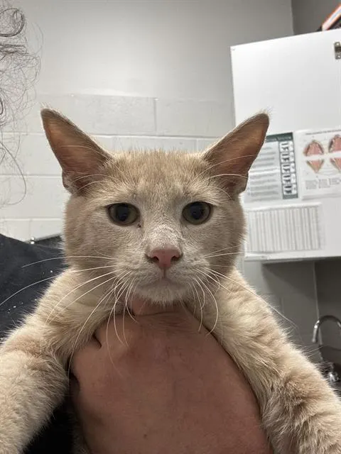 Pumba