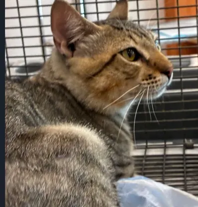 Adoptable Cat