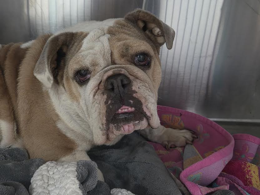Adoptable Dog