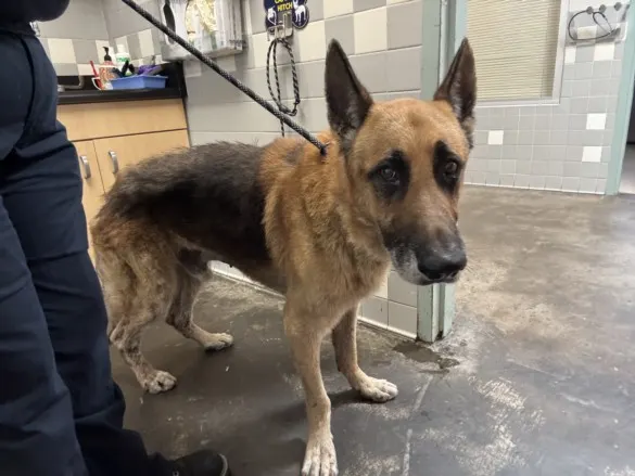 Adoptable Dog