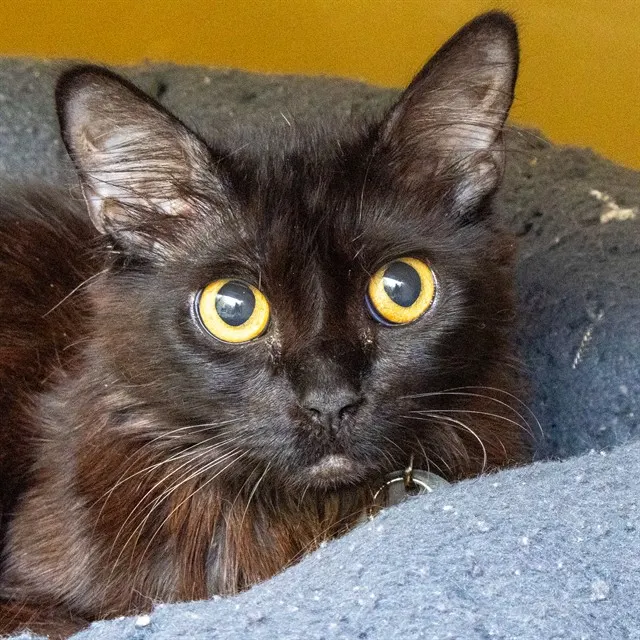 Sabrina