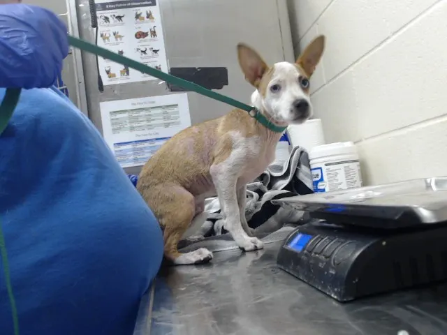 Adoptable Dog