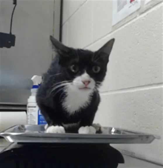 Adoptable Cat