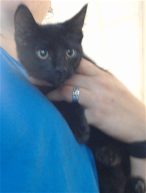 Adoptable Cat