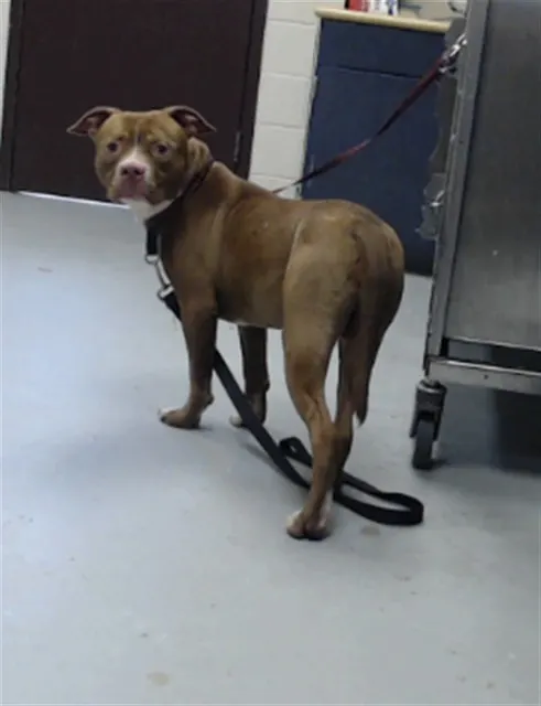 Adoptable Dog