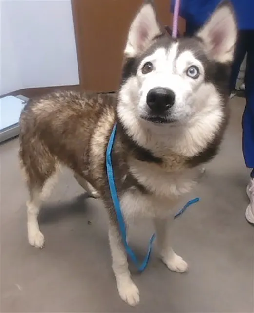 Echo
