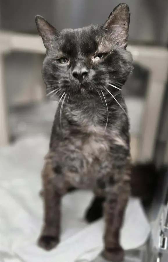 Oscar