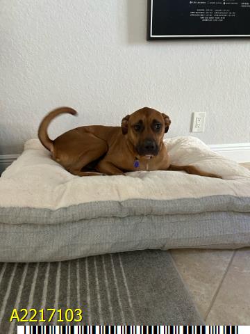 Puppy