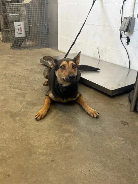 Adoptable Dog