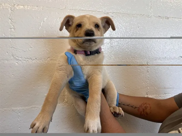 Adoptable Dog