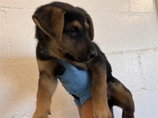 Adoptable Dog