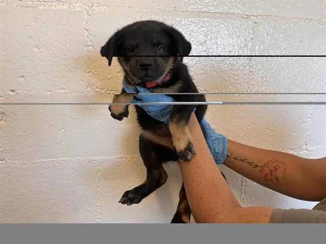 Adoptable Dog