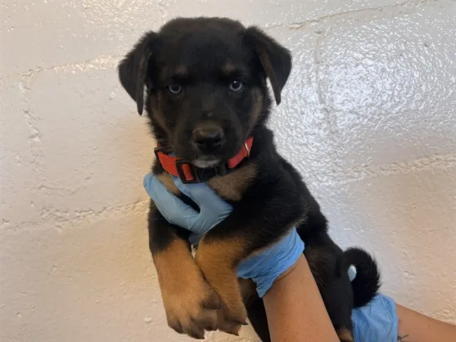 Adoptable Dog