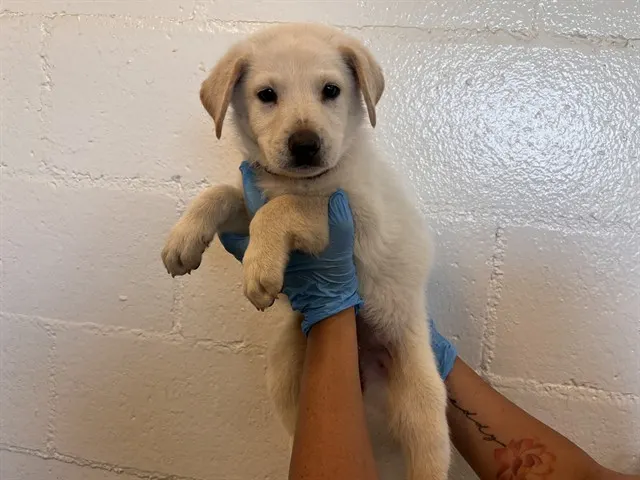 Adoptable Dog