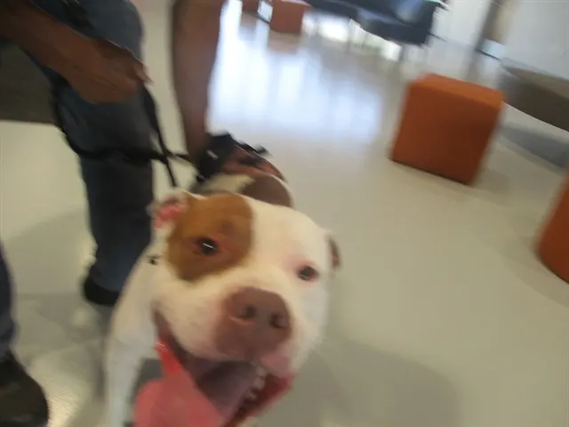Rocco