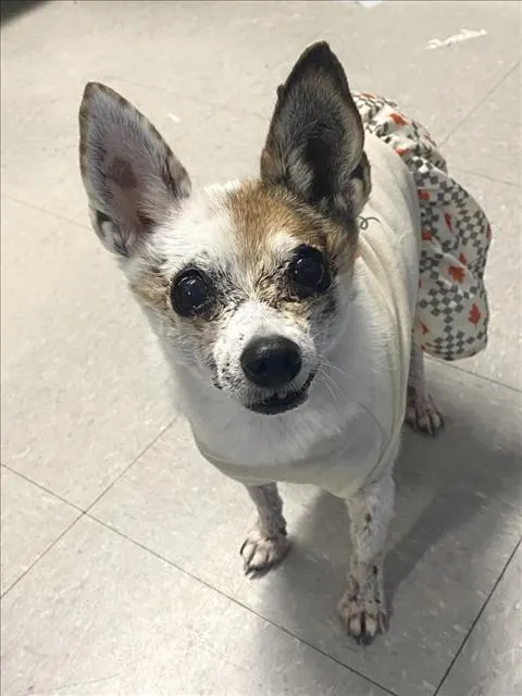 Suki