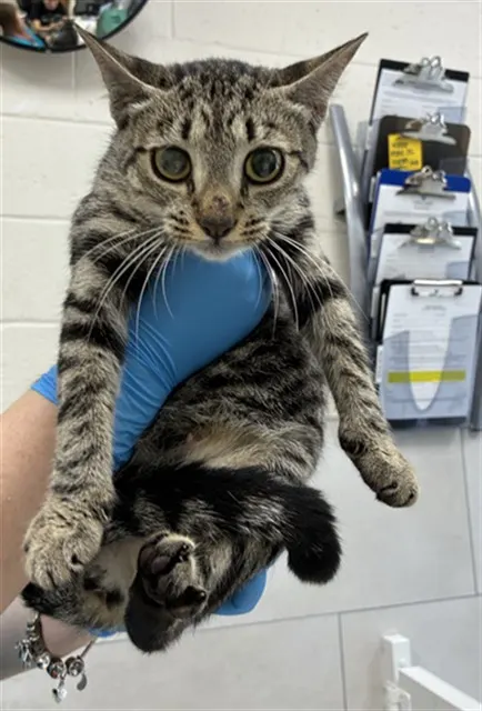 Adoptable Cat