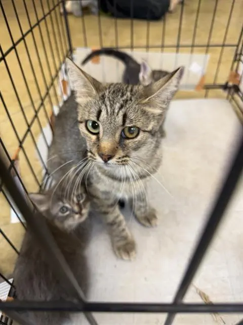 Adoptable Cat