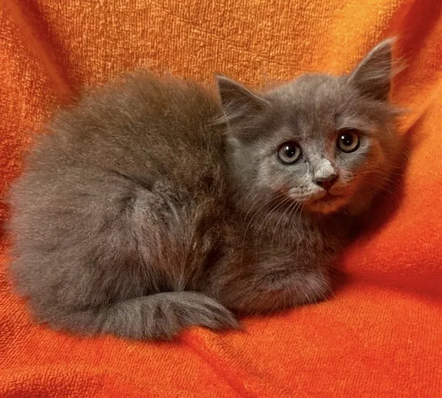 Adoptable Cat