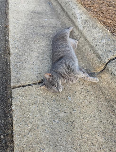 Bartholomeow