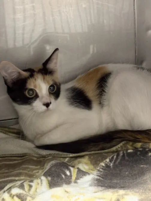 Nala