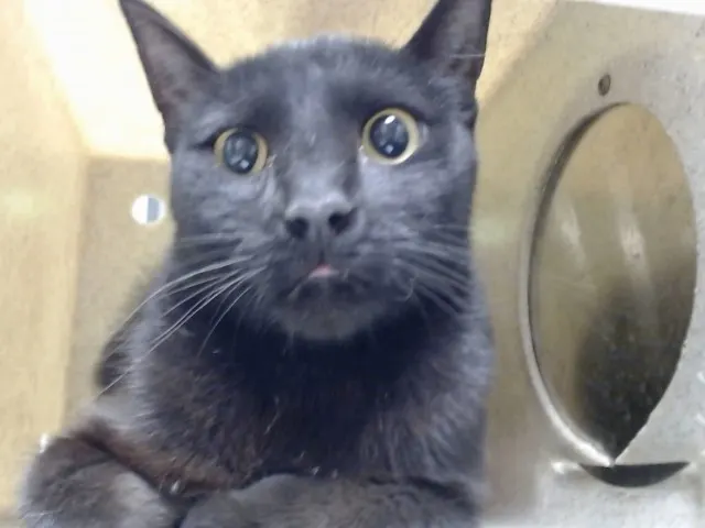Adoptable Cat
