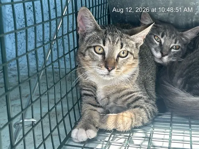 Adoptable Cat