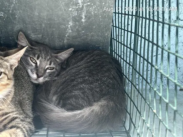 Adoptable Cat