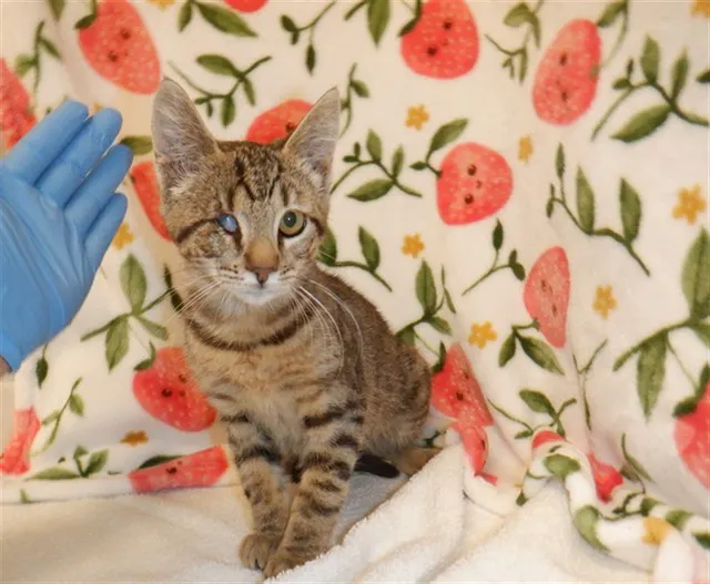 Adoptable Cat