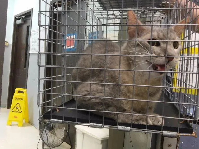 Adoptable Cat