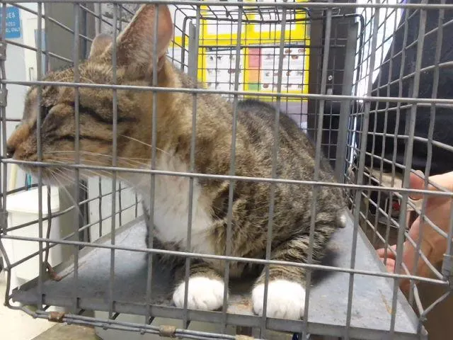 Adoptable Cat