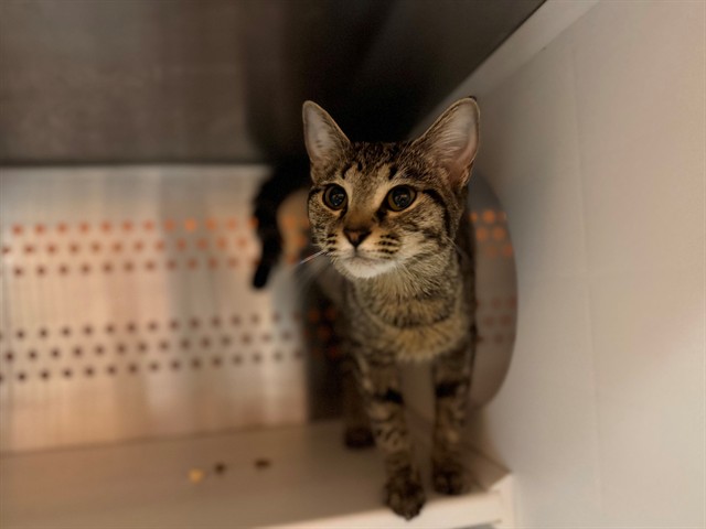 Adoptable Cat