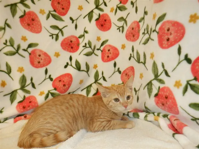Adoptable Cat