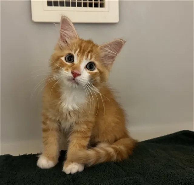 Milo