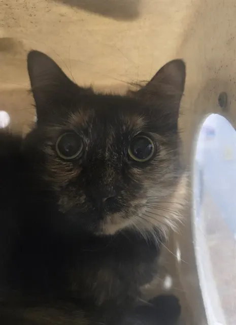 Mocha