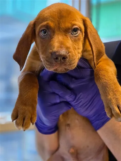 Adoptable Dog