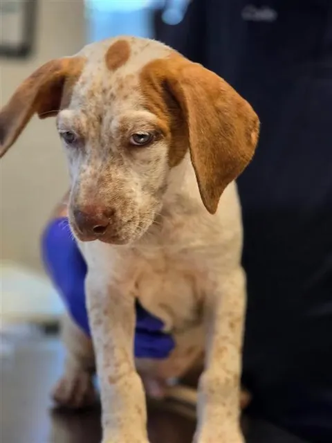 Adoptable Dog